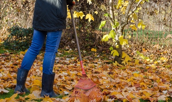 raking-leaves