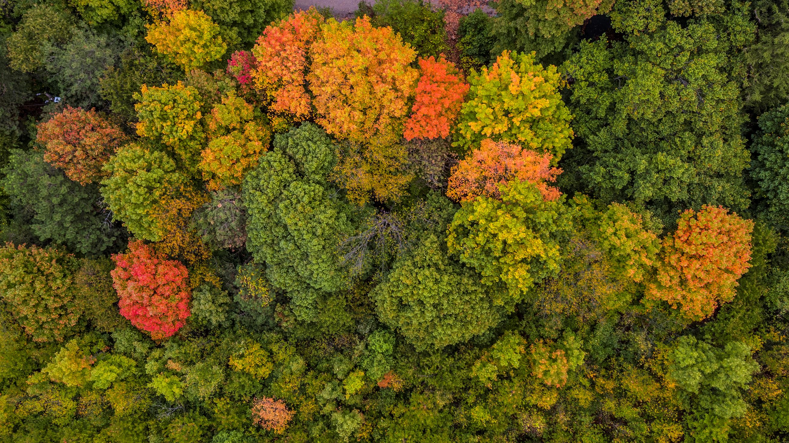 City of Holland - Fall
