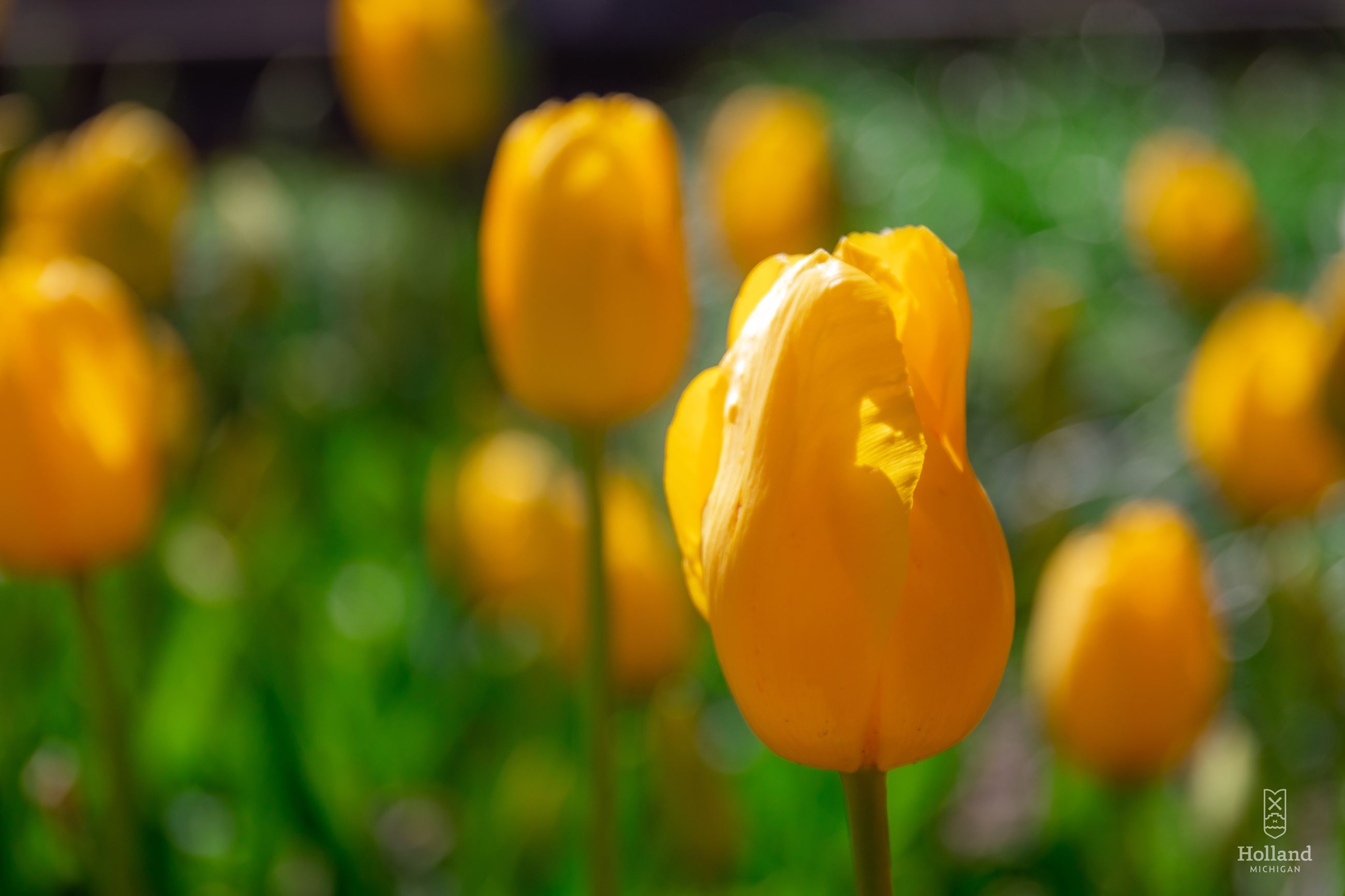 downtown-tulips-5-1-20-7_49841978703_o