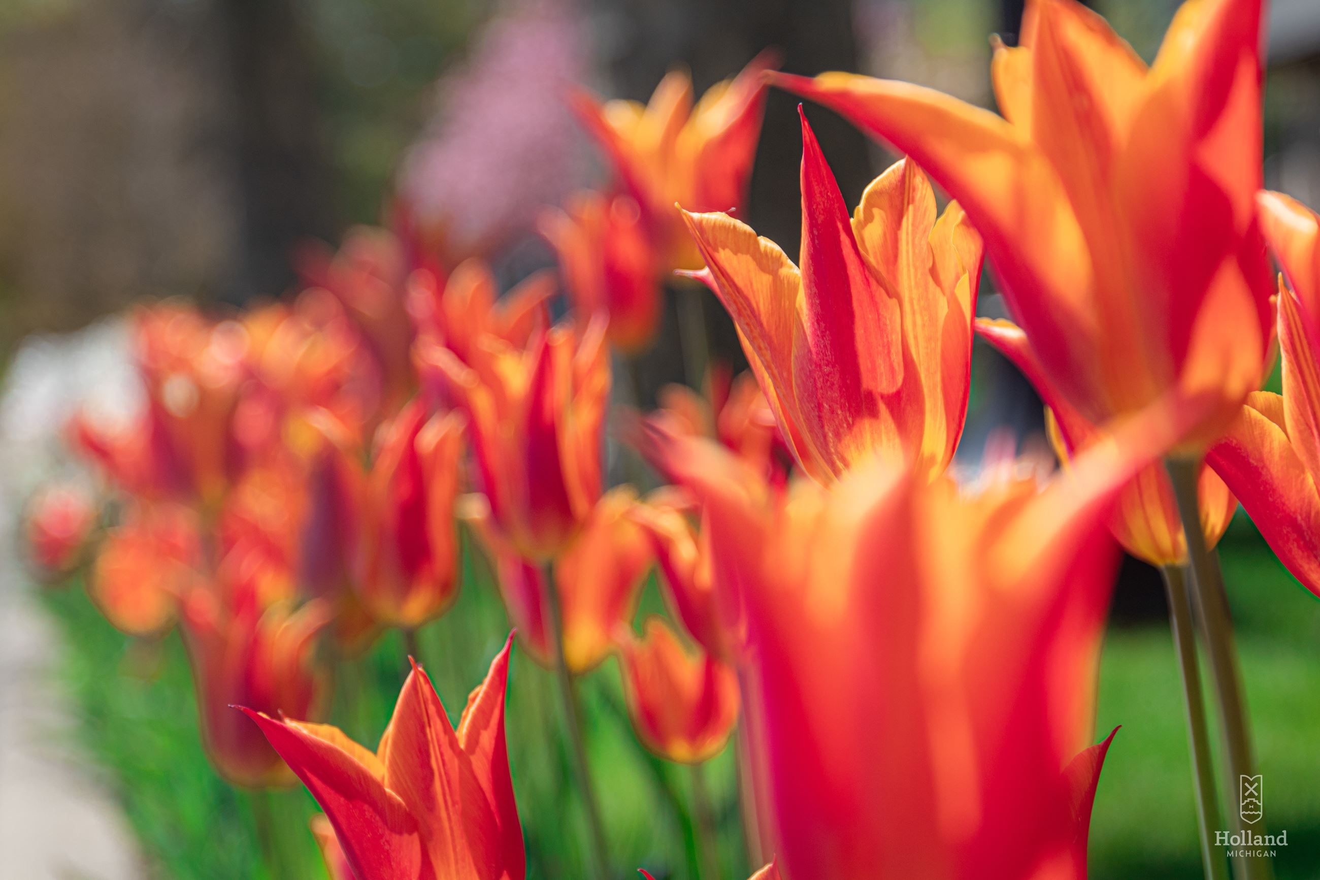 tulips-5-13-20-25_49895728587_o