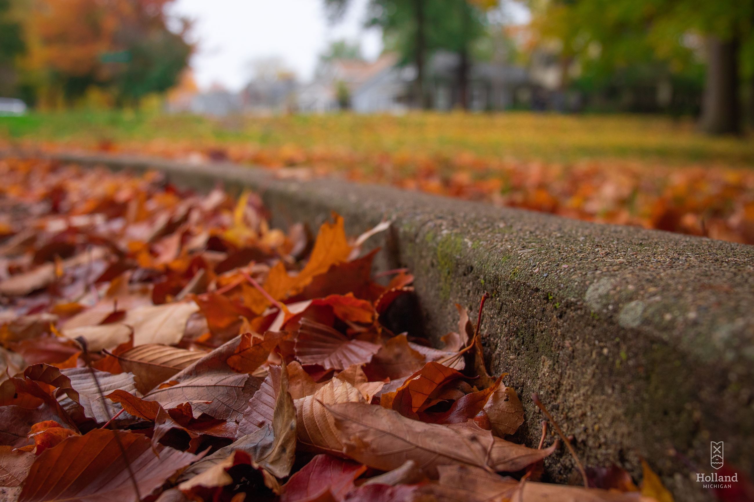 Fall Leaves at Curb