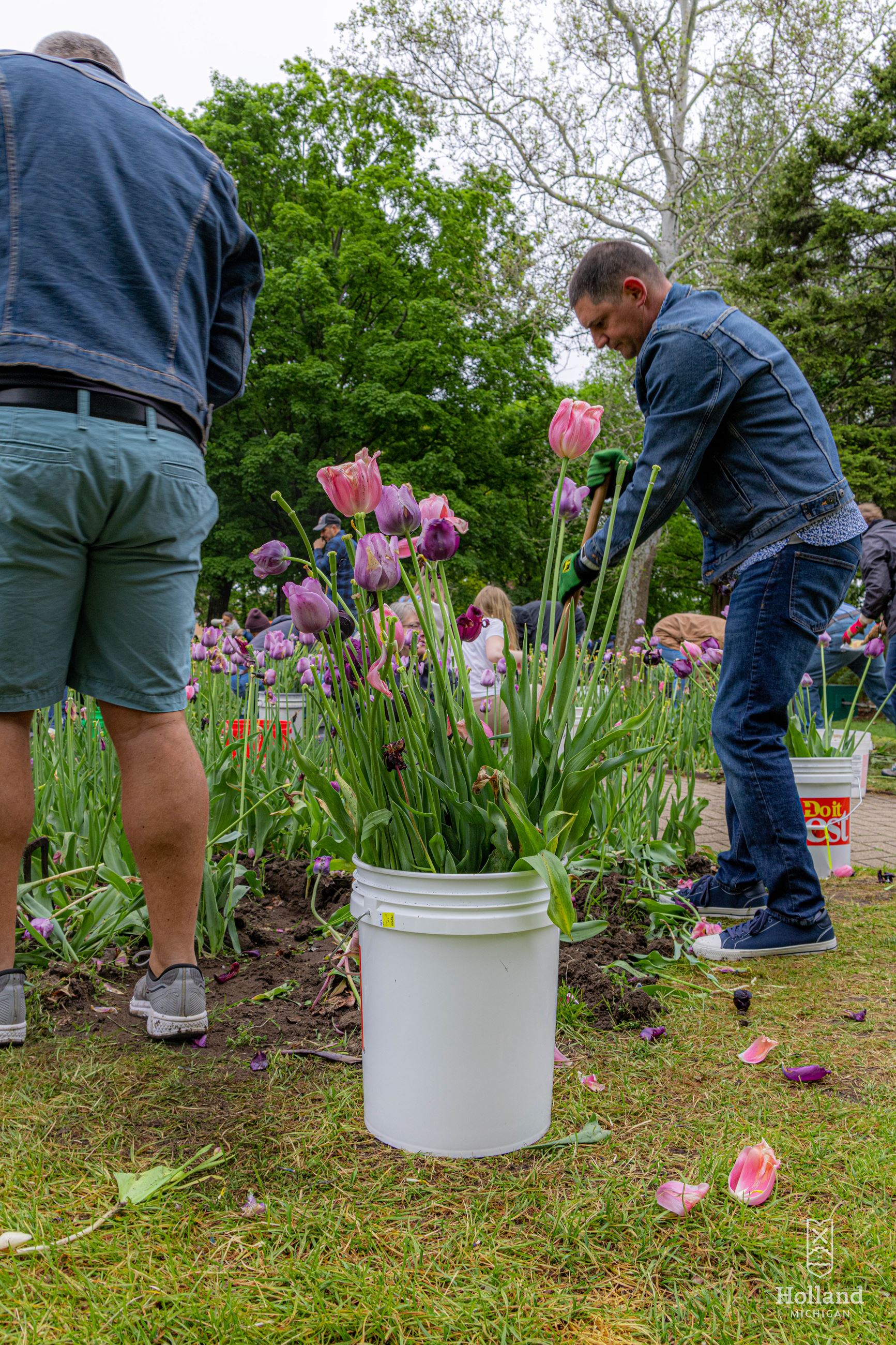People digging up tulips at Annual Tulip Dig Event in Holland