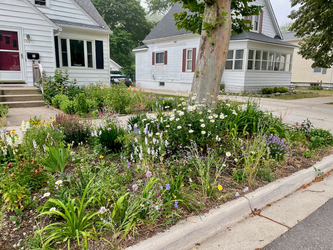 Native plant garden in the right of way with a small house in the background