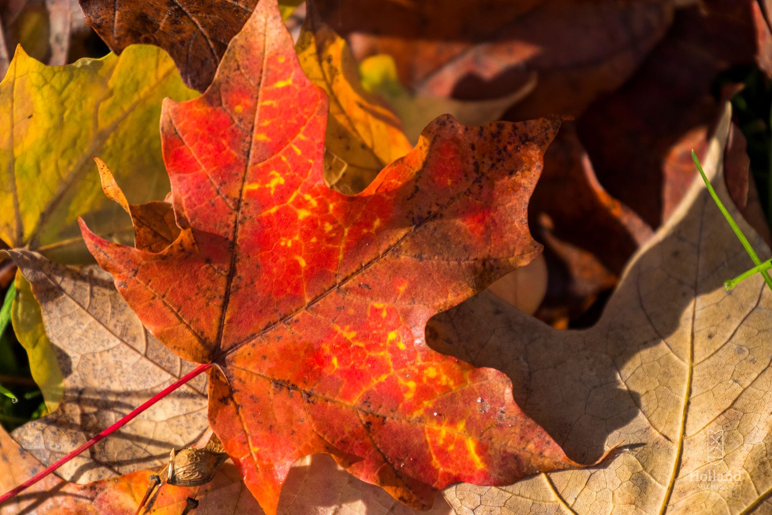 Red Maple Leaf with brown leaves underneath it