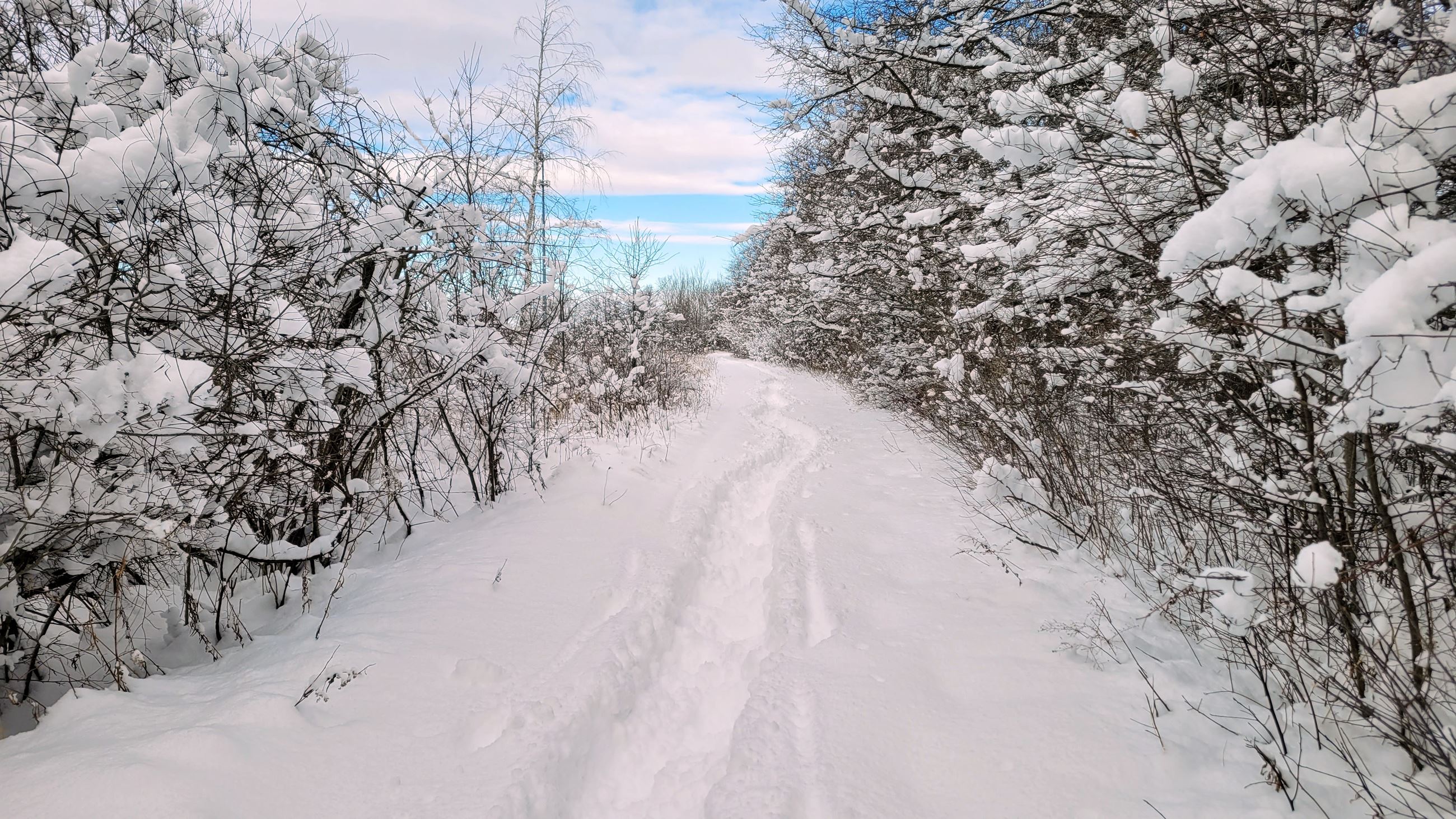 A groomed trail through the snow with snow-capped trees and bushes on either side of trail.