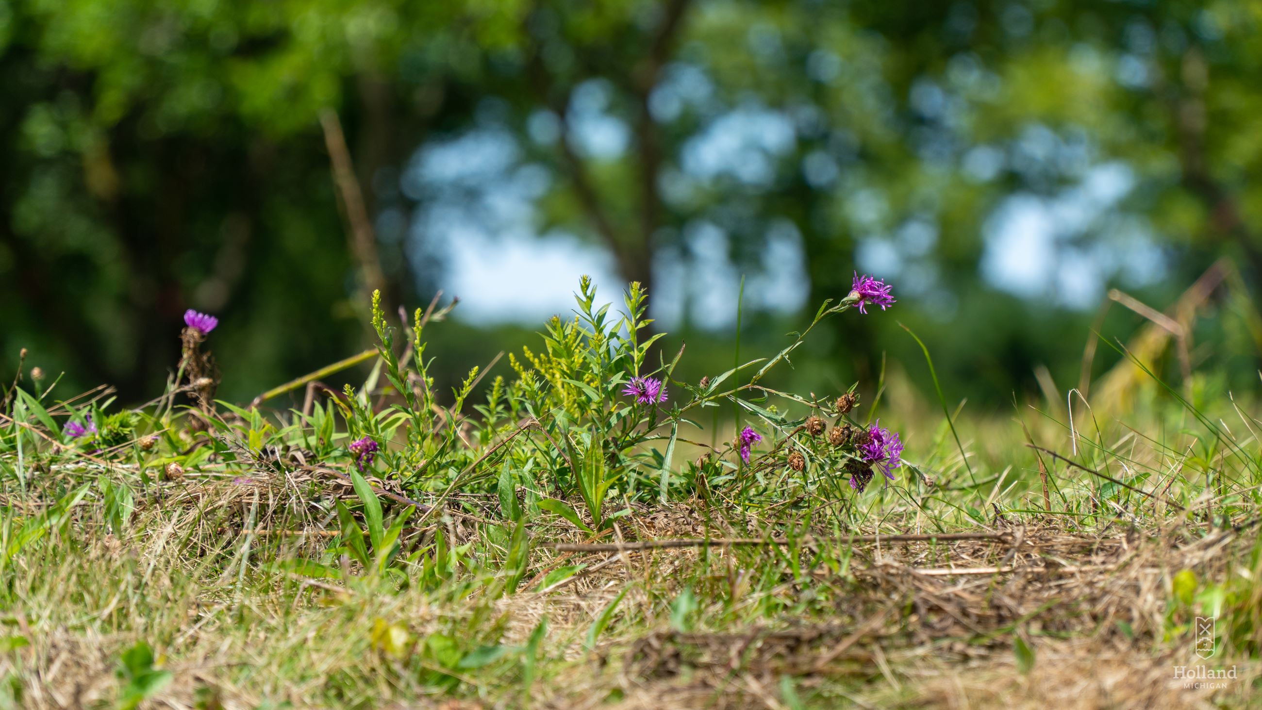 groundcover with purple flowers