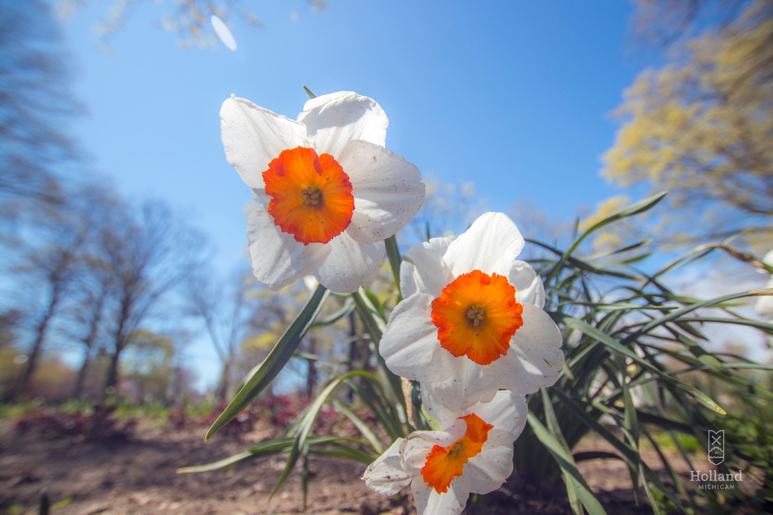 Close up of 2 white daffodil flowers