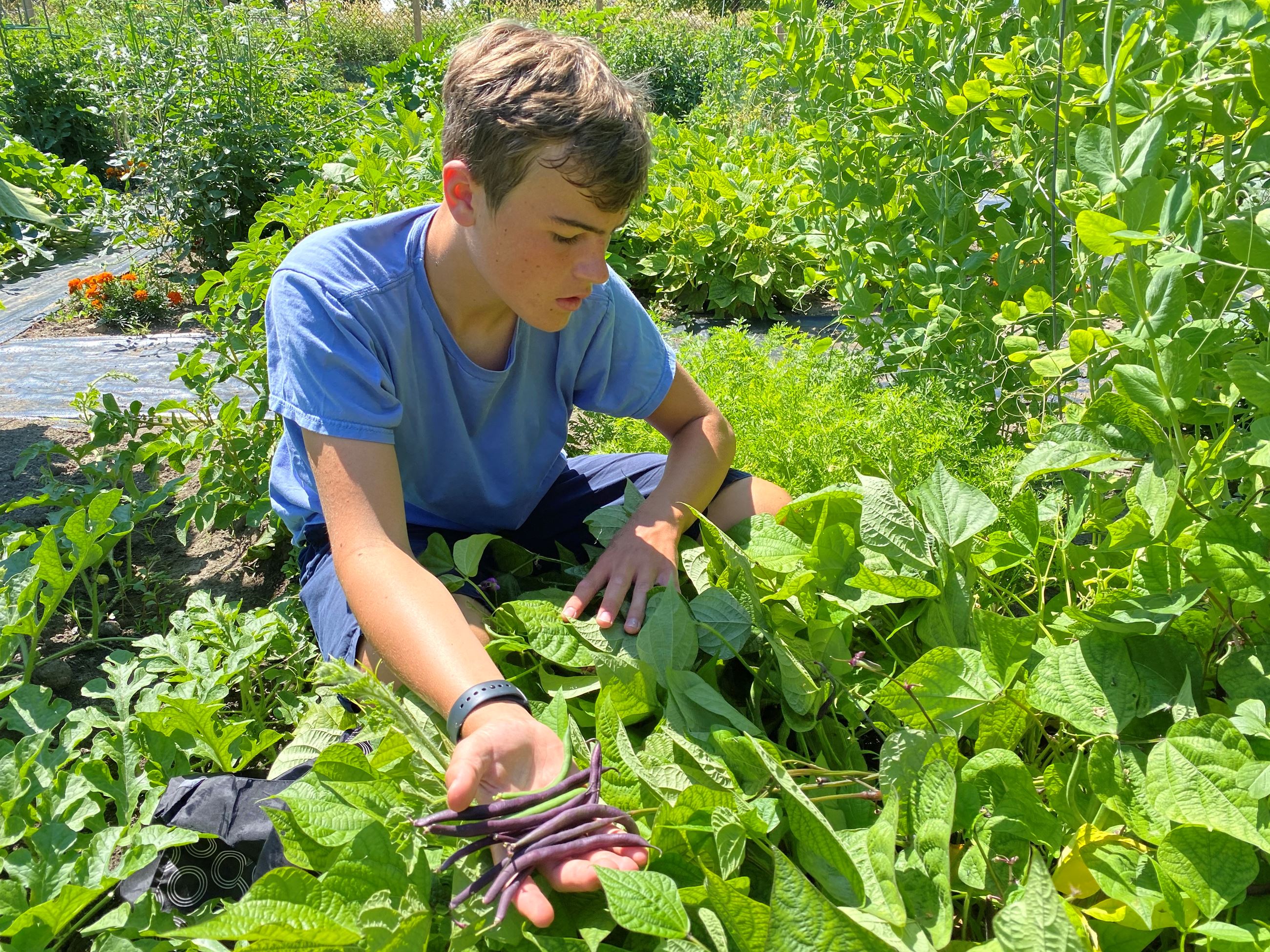 Teenage boy squatting in large garden with purple and green string beans in his hand