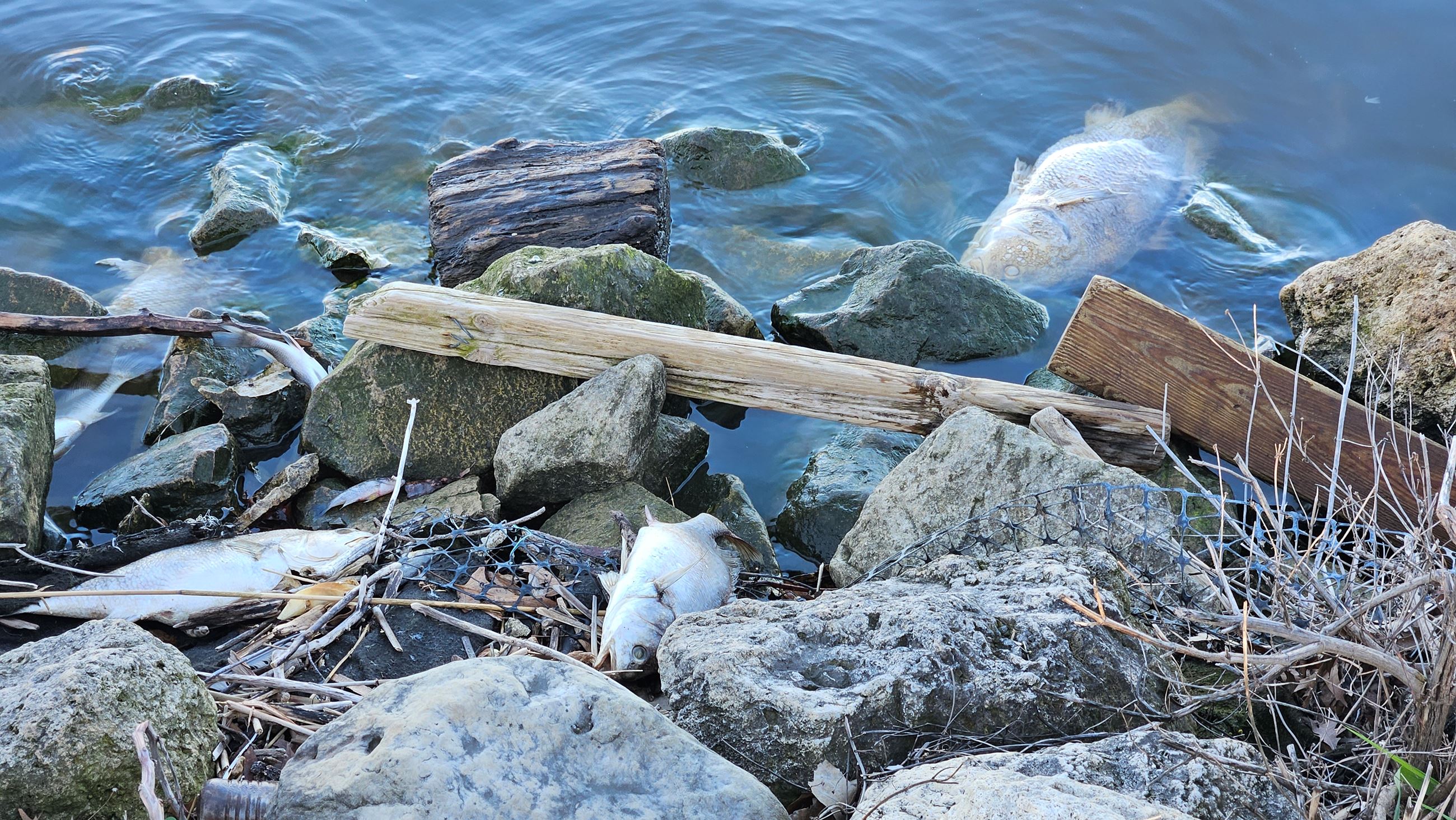 dead fish floating in lake along rocky shoreline