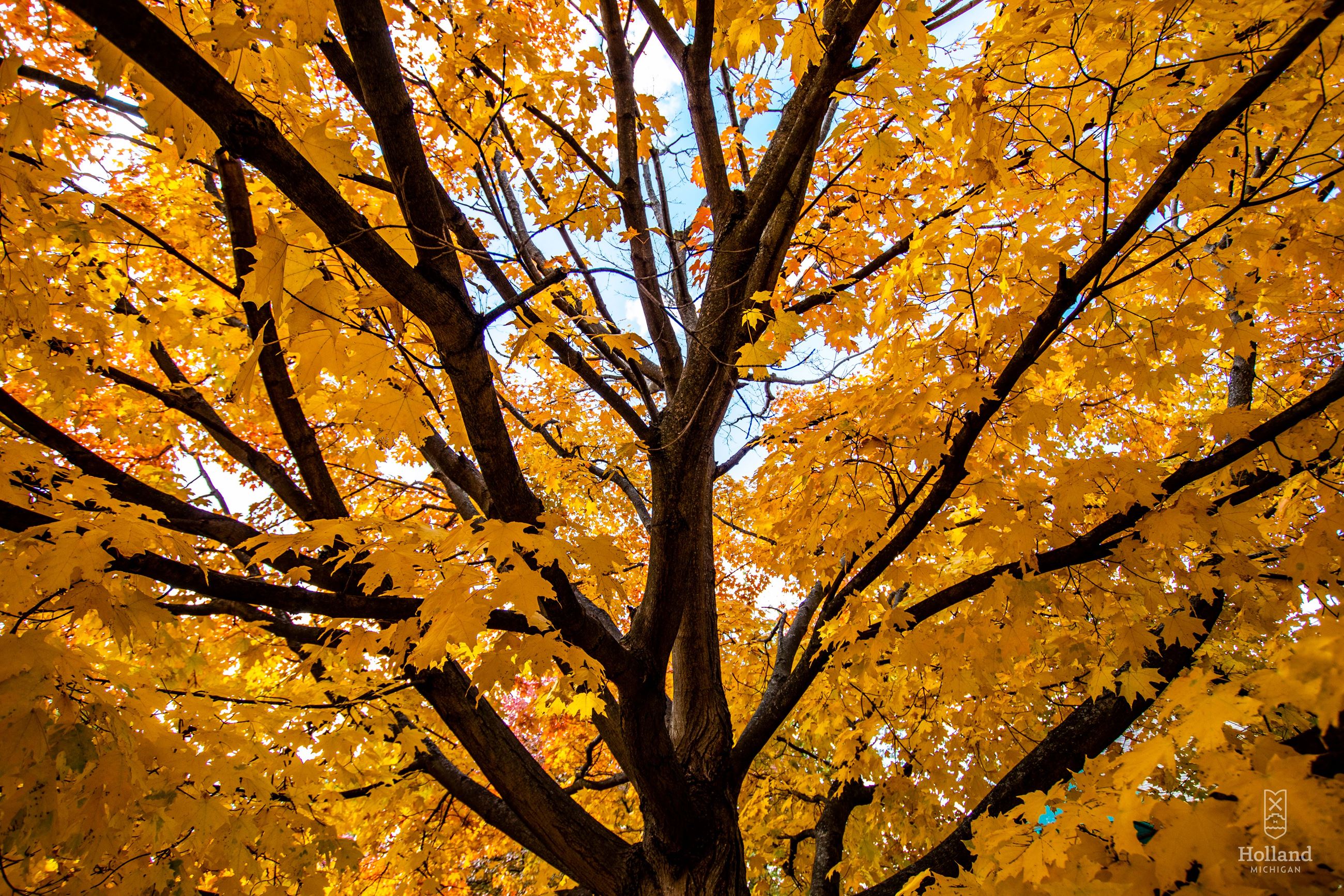 upwards view of golden yellow maple leaves on a tree