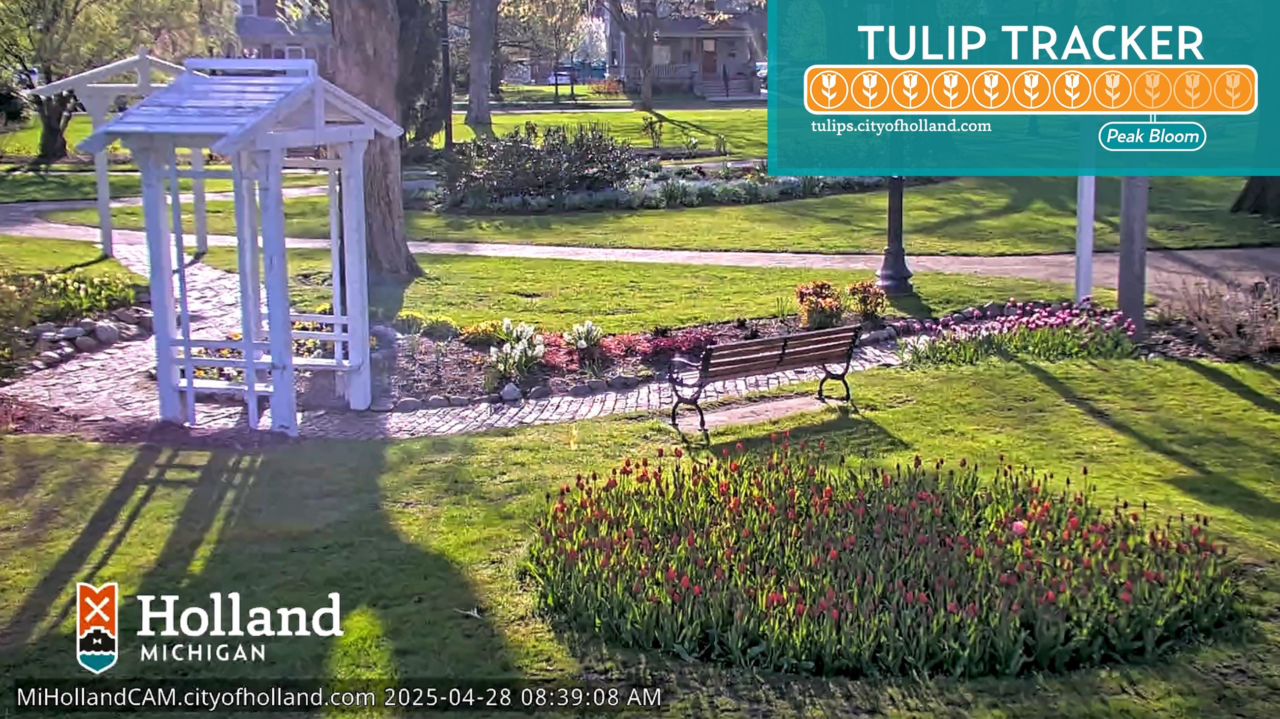 looking over a circular bed of tulips buds in a park