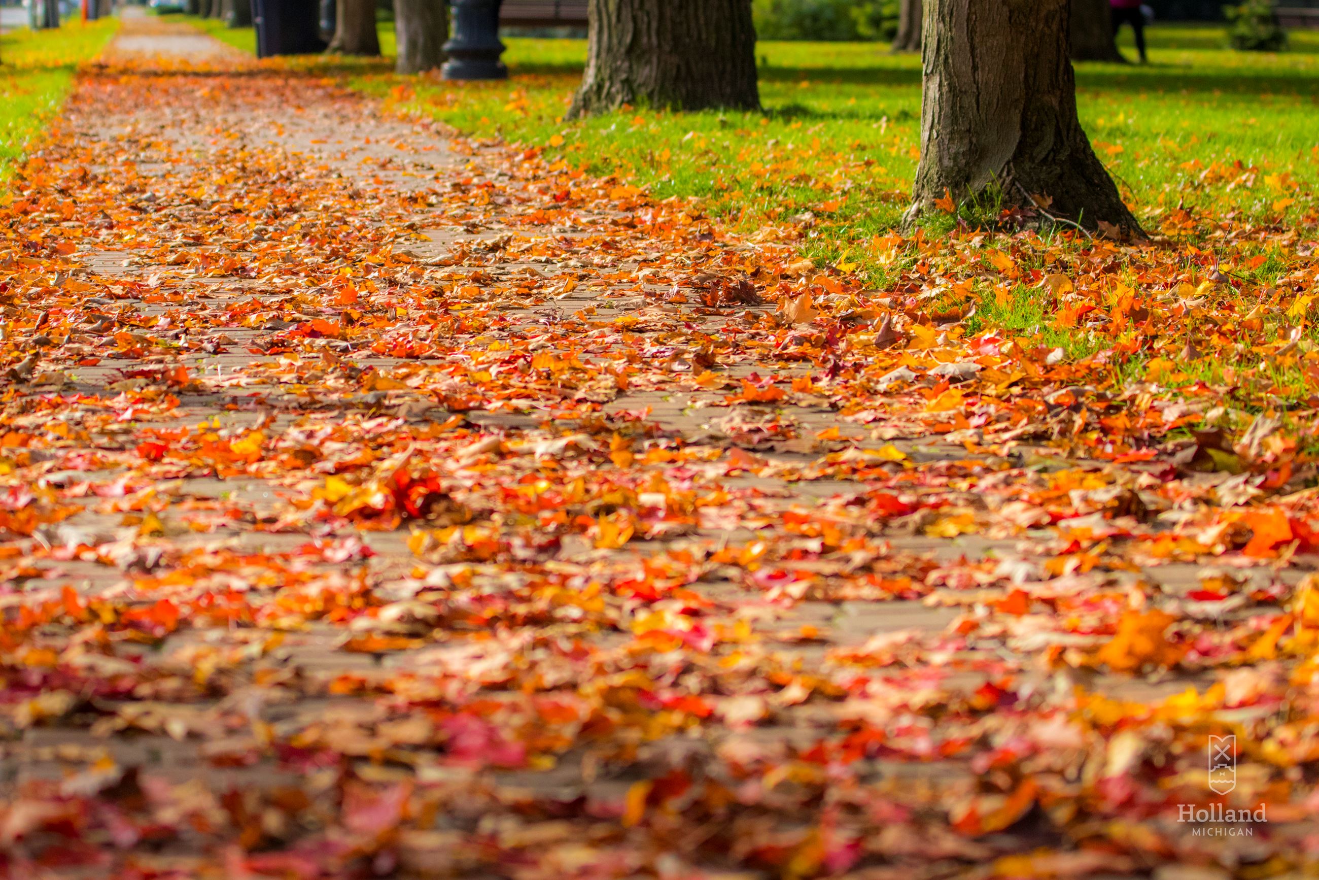 colored leaves covering a sidewalk