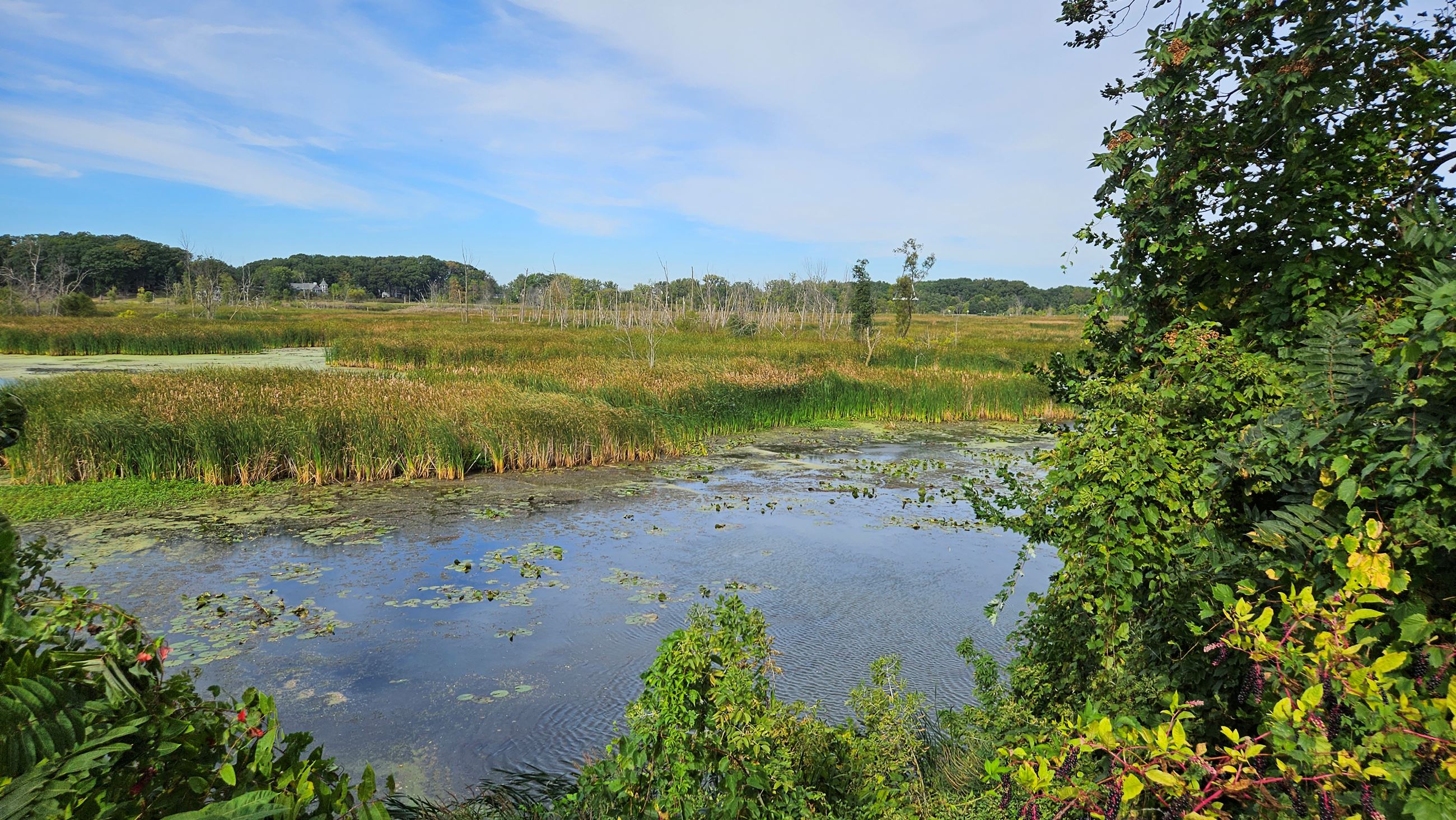 Macatawa Marsh